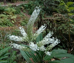 Veratrum fimbriatum