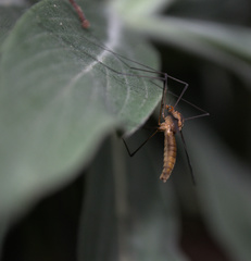 Leptotarsus igniceps