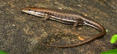 Trachylepis varia