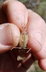 Procambarus nechesae