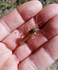 Procambarus nechesae