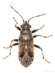 Heterogaster affinis