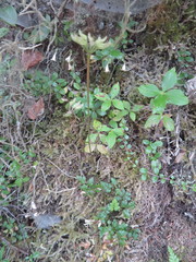 Coptis aspleniifolia