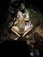 Wijayarana