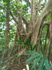 Ficus microcarpa microcarpa