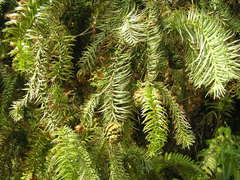 Cunninghamia lanceolata