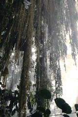 Themistoclesia dependens