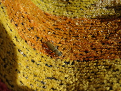 Chlorophorus glabromaculatus