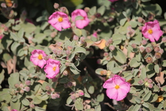 Cistus parviflorus
