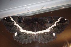 Erebus terminitincta