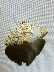 Haritalodes