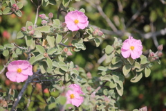 Cistus parviflorus