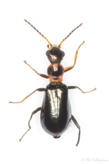 Sphinginus lobatus