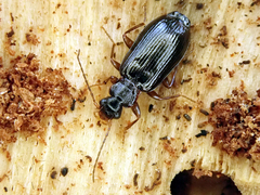 Dromius quadraticollis