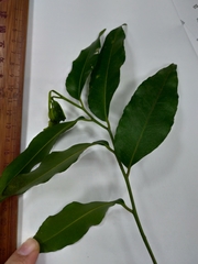 Putranjiva formosana