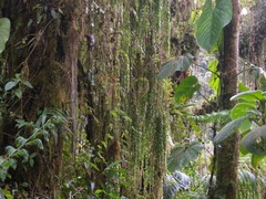 Themistoclesia dependens