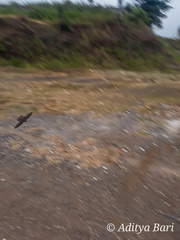 Ptyonoprogne concolor