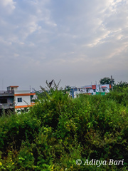 Ptyonoprogne concolor