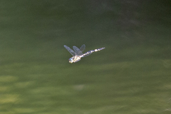 Hemicordulia superba