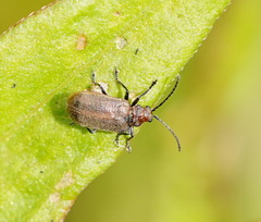 Galerucella placida