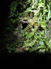 Megophrys montana