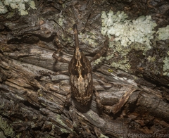 Ilacuris laticollis