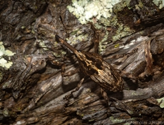 Ilacuris laticollis