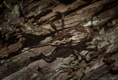 Ilacuris laticollis