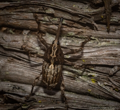 Ilacuris laticollis