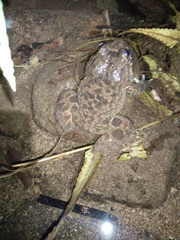 Limnonectes kuhlii