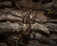 Ilacuris laticollis