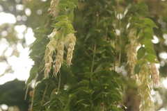 Themistoclesia dependens