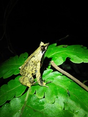 Megophrys montana