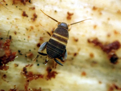 Myrmecophilus acervorum