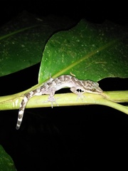 Cyrtodactylus