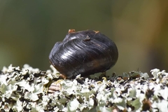 Victaphanta compacta