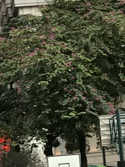 Bauhinia × blakeana