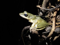 Odorrana hosii