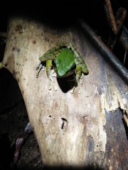 Odorrana hosii
