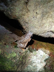 Megophrys montana