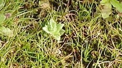 Parentucellia latifolia