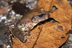 Mixophyes carbinensis