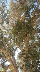 Quercus × munzii