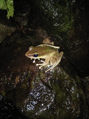 Odorrana hosii