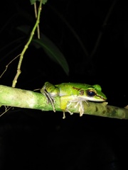 Odorrana hosii