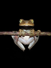 Rhacophorus margaritifer