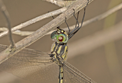 Hemicordulia superba