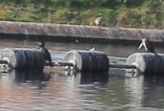 Phalacrocorax carbo