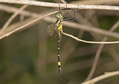 Hemicordulia superba