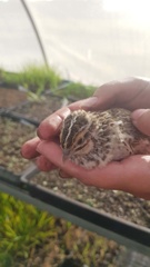 Coturnix